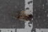  ( - FinPhor28)  @12 [ ] CreativeCommons - Attribution Non-Commercial Share-Alike (2016) University of Bergen Natural History Collections