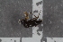  ( - FinPhor8)  @12 [ ] CreativeCommons - Attribution Non-Commercial Share-Alike (2016) University of Bergen Natural History Collections