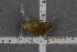  ( - HetNor63)  @12 [ ] CreativeCommons - Attribution Non-Commercial Share-Alike (2016) University of Bergen Natural History Collections