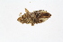  ( - HetNor369)  @11 [ ] copyright (2018) Univers. of Bergen, Natural History Collection Univers. of Bergen, Natural History Collection