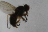  ( - IBOL-RikCal_15)  @11 [ ] CreativeCommons - Attribution Non-Commercial Share-Alike (2017) University of Bergen Natural History Collections