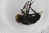  ( - IBOL-RikCal_26)  @11 [ ] CreativeCommons - Attribution Non-Commercial Share-Alike (2017) University of Bergen Natural History Collections