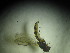 ( - IBOL Kurs2017-MC1)  @12 [ ] CreativeCommons - Attribution Non-Commercial Share-Alike (2017) University of Bergen Natural History Collections