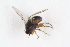  ( - RIKDIP14)  @11 [ ] CreativeCommons - Attribution Non-Commercial Share-Alike (2017) University of Bergen Natural History Collections