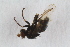  (Psilopa nitidissima - RIKDIP29)  @12 [ ] CreativeCommons - Attribution Non-Commercial Share-Alike (2017) University of Bergen Natural History Collections