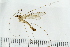  ( - IBOL_RIK_Tip76)  @13 [ ] CreativeCommons - Attribution Non-Commercial Share-Alike (2020) University of Bergen Natural History Collections