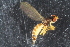  ( - LYGRA96)  @12 [ ] CreativeCommons - Attribution Non-Commercial Share-Alike (2016) University of Bergen Natural History Collections