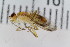  ( - Lygra30)  @11 [ ] CreativeCommons - Attribution Non-Commercial Share-Alike (2016) University of Bergen Natural History Collections