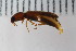  ( - Lygra37)  @12 [ ] CreativeCommons - Attribution Non-Commercial Share-Alike (2016) University of Bergen Natural History Collections