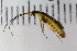  ( - Lygra44)  @12 [ ] CreativeCommons - Attribution Non-Commercial Share-Alike (2016) University of Bergen Natural History Collections