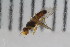  ( - Lygra94)  @12 [ ] CreativeCommons - Attribution Non-Commercial Share-Alike (2016) University of Bergen Natural History Collections