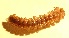  (Polydesmus subulifer - Polyd10)  @12 [ ] Copyright (2015) Univers. of Bergen, Natural History Collection Univers. of Bergen, Natural History Collection