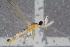  ( - RIKEMP117)  @11 [ ] CreativeCommons - Attribution Non-Commercial Share-Alike (2017) University of Bergen Natural History Collections