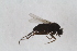  ( - RIKEMP125)  @11 [ ] CreativeCommons - Attribution Non-Commercial Share-Alike (2017) University of Bergen Natural History Collections
