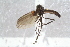  ( - RIKEMP23)  @11 [ ] CreativeCommons - Attribution Non-Commercial Share-Alike (2017) University of Bergen Natural History Collections