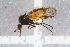  ( - RIKEMP24)  @12 [ ] CreativeCommons - Attribution Non-Commercial Share-Alike (2017) University of Bergen Natural History Collections