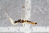  (Chelifera precatoria - RIKEMP34)  @13 [ ] CreativeCommons - Attribution Non-Commercial Share-Alike (2017) University of Bergen Natural History Collections