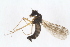  ( - RIKEMP54)  @11 [ ] CreativeCommons - Attribution Non-Commercial Share-Alike (2017) University of Bergen Natural History Collections