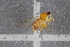  ( - RIKEMP73)  @11 [ ] CreativeCommons - Attribution Non-Commercial Share-Alike (2017) University of Bergen Natural History Collections