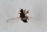  ( - RIKEMP77)  @11 [ ] CreativeCommons - Attribution Non-Commercial Share-Alike (2017) University of Bergen Natural History Collections