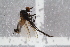  ( - RIKEMP99)  @12 [ ] CreativeCommons - Attribution Non-Commercial Share-Alike (2017) University of Bergen Natural History Collections
