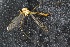  ( - RIKTIP29)  @12 [ ] CreativeCommons - Attribution Non-Commercial Share-Alike (2016) University of Bergen Natural History Collections