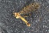  ( - RIKTIP32)  @12 [ ] CreativeCommons - Attribution Non-Commercial Share-Alike (2016) University of Bergen Natural History Collections