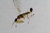  (Hemerodromia raptoria - RikEmp222)  @11 [ ] Copyright (2014) Bergen Museum Bergen Museum