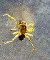  ( - ZFMK-TIS-32894)  @11 [ ] CreativeCommons - Attribution Non-Commercial Share-Alike (2017) Zoological Research Museum Alexander Koenig, Bonn Zoological Research Museum Alexander Koenig, Bonn