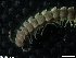  ( - ZMBN-ENT-C-18985)  @11 [ ] copyright (2018) Univers. of Bergen, Natural History Collection Univers. of Bergen, Natural History Collection