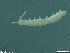  ( - ZMBN-ENT-C-19206)  @11 [ ] copyright (2018) Univers. of Bergen, Natural History Collection Univers. of Bergen, Natural History Collection