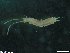  ( - ZMBN-ENT-C-19471)  @11 [ ] copyright (2018) Univers. of Bergen, Natural History Collection Univers. of Bergen, Natural History Collection