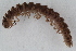  ( - Ent35)  @11 [ ] CreativeCommons - Attribution Non-Commercial Share-Alike (2017) University of Bergen Natural History Collections
