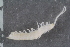  (Scutigerella immaculata - Ent39)  @11 [ ] CreativeCommons - Attribution Non-Commercial Share-Alike (2017) University of Bergen Natural History Collections