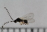  ( - ZMBN-Ent103)  @12 [ ] CreativeCommons - Attribution Non-Commercial Share-Alike (2020) University of Bergen Natural History Collections