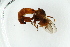  ( - ZMBN-Ent120)  @11 [ ] copyright (2018) Univers. of Bergen, Natural History Collection Univers. of Bergen, Natural History Collection