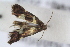  ( - Lep00156)  @12 [ ] CreativeCommons - Attribution Non-Commercial Share-Alike (2017) University of Bergen Natural History Collections