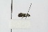  ( - ZMBN BC Lep 00086)  @12 [ ] CreativeCommons - Attribution Non-Commercial Share-Alike (2016) University of Bergen Natural History Collections
