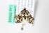  ( - ZMBN BC Lep 00093)  @12 [ ] CreativeCommons - Attribution Non-Commercial Share-Alike (2016) University of Bergen Natural History Collections