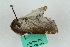  ( - ZMBN BC Lep 00103)  @12 [ ] CreativeCommons - Attribution Non-Commercial Share-Alike (2016) University of Bergen Natural History Collections