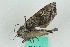  ( - ZMBN BC Lep 00129)  @12 [ ] CreativeCommons - Attribution Non-Commercial Share-Alike (2016) University of Bergen Natural History Collections