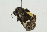  ( - ZMBN BC Lep 00145)  @13 [ ] CreativeCommons - Attribution Non-Commercial Share-Alike (2017) University of Bergen Natural History Collections