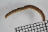  ( - ZMBN_Ent_C_19462)  @11 [ ] CreativeCommons - Attribution Non-Commercial Share-Alike (2020) University of Bergen Natural History Collections