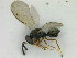  (Merismus nitidus - ZMBN_HymA13)  @11 [ ] CreativeCommons - Attribution Non-Commercial Share-Alike (2019) University of Bergen Natural History Collections