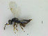  ( - ZMBN_HymA3)  @11 [ ] CreativeCommons - Attribution Non-Commercial Share-Alike (2019) University of Bergen Natural History Collections