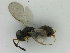  ( - ZMBN_HymA6)  @11 [ ] CreativeCommons - Attribution Non-Commercial Share-Alike (2019) University of Bergen Natural History Collections