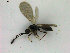  (Trichopria carinata - ZMBN_HymA61)  @11 [ ] CreativeCommons - Attribution Non-Commercial Share-Alike (2019) University of Bergen Natural History Collections