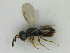  ( - ZMBN_HymA68)  @11 [ ] CreativeCommons - Attribution Non-Commercial Share-Alike (2019) University of Bergen Natural History Collections