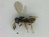  ( - ZMBN_HymA7)  @11 [ ] CreativeCommons - Attribution Non-Commercial Share-Alike (2019) University of Bergen Natural History Collections
