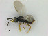  ( - ZMBN_HymA8)  @11 [ ] CreativeCommons - Attribution Non-Commercial Share-Alike (2019) University of Bergen Natural History Collections